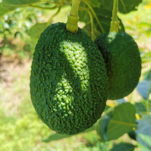 ���aţ�͹��ں��R������5���N�����L24��