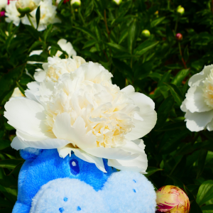 ��ˎ���^�����R���@����������