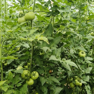 �ܽ^���M(f��i)��������òȡ�ˡ������R�Ͼ�����ЙC(j��)���߲�