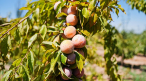 4020���A��(r��n)�f�ҡ��l(xi��ng)���f��������á���ɫ��Ʒչ�N����_չ