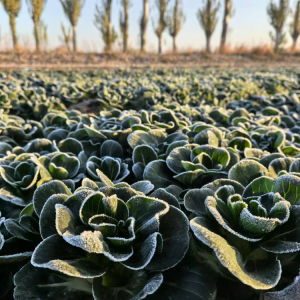 �ﶬ������ζ�����������R�ϼܵ�һ��˪���