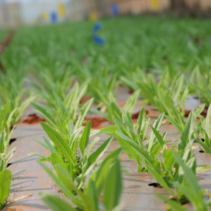 �A���f�ҟ��l(xi��ng)Ӌ(j��)��֮�ټһ��ؽ��O(sh��)����վ���P���|�X�߲˻�����ʽ��Ļ