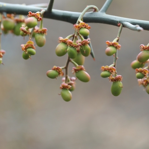 ���oƤ�w��������֮����ޱ�Z����Դ֮�ý��i��̹�PRO MAX�ġ�ֲ�����ܴa